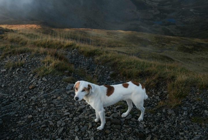 Canine Vision Prioritizes Survival Over Detail Recognition