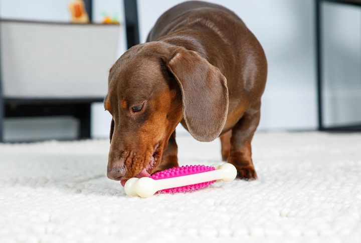Treat-Infused Chew Toys