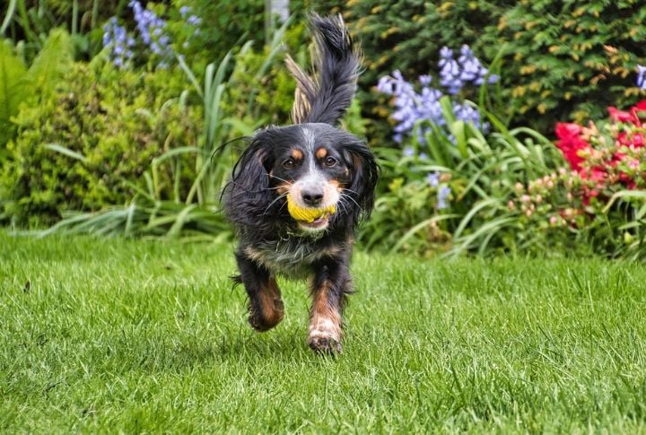 German Longhaired Pointer