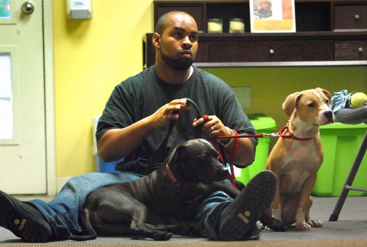 Shelter Dogs Can't Be Service Or Therapy Animals