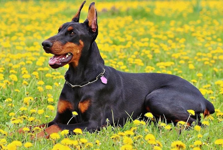 Doberman Pinscher