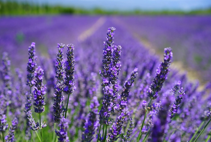 Herbal Calming Sauces