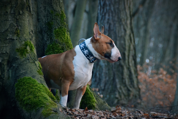 A Keen Sense Of Smell