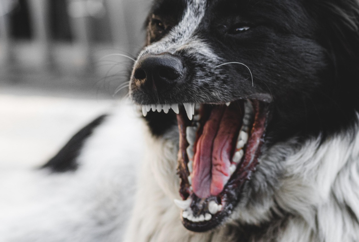 They Are Prone To Aggression