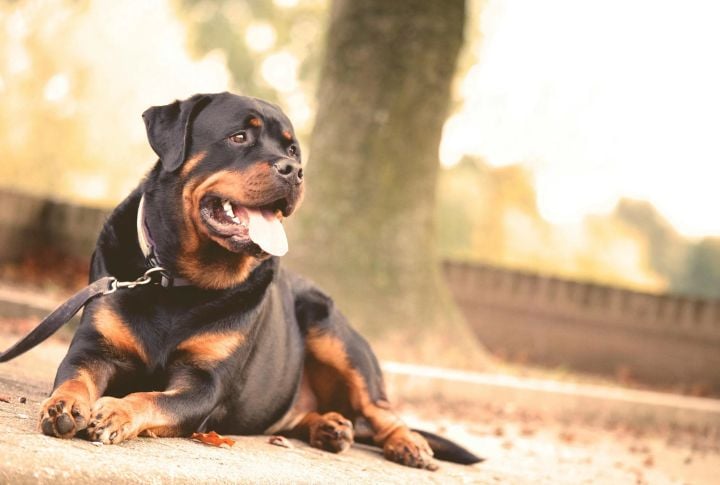 Rottweiler
