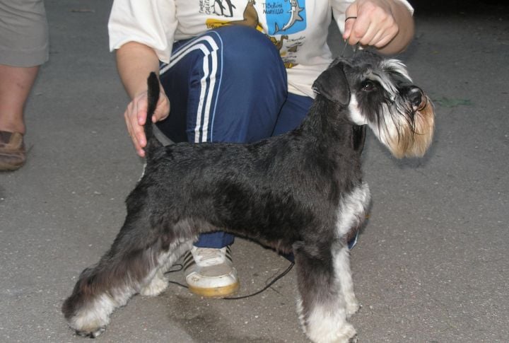 Lives Longer Than Most Medium Breeds