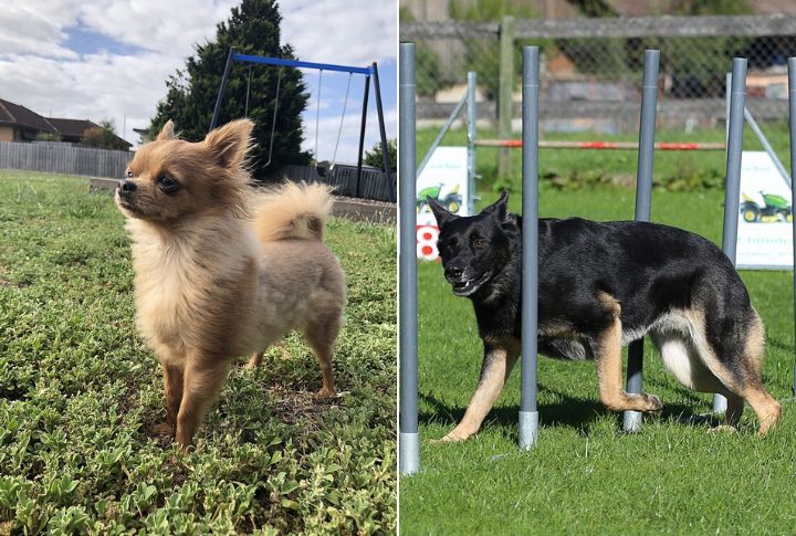 Early Training Shapes Their Temperament