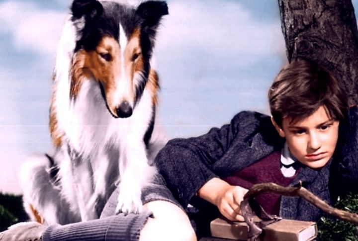 Lassie In “Lassie Come Home”