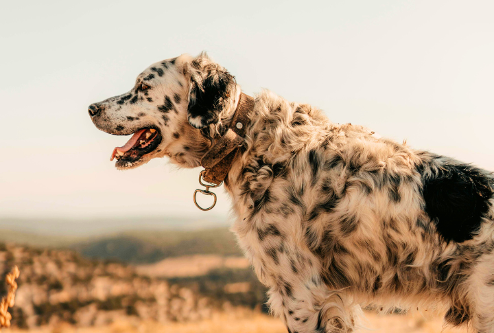 English Setter