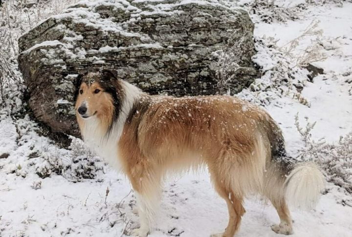 Scotch Collie