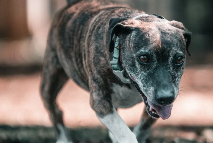 Catahoula Leopard Dog