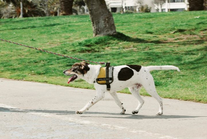 Famous Working Dogs In History