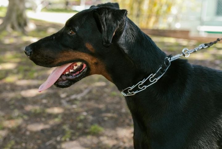 Putting Choke Chains To Use During Walks
