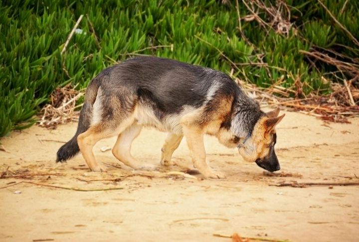 Dogs Rely On Smell More Than Sight
