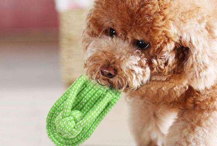 Eco-Friendly Toys