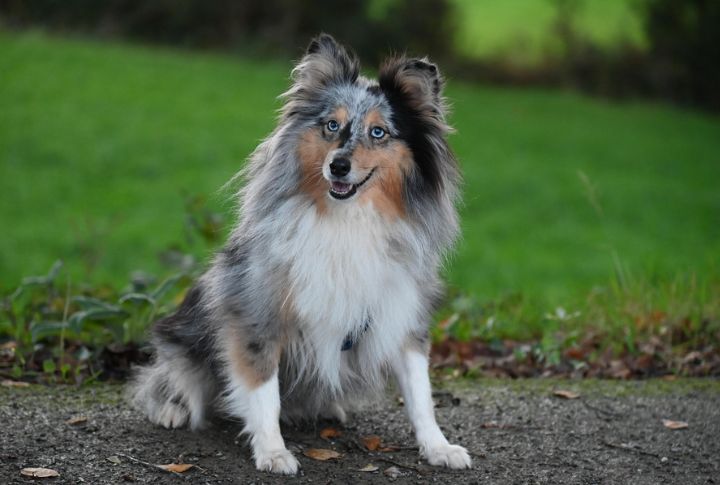 Shetland Sheepdog