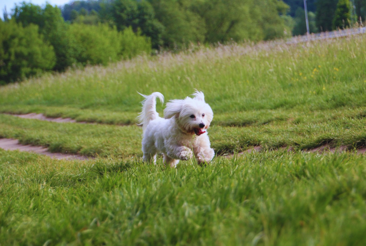 Coton De Tulear