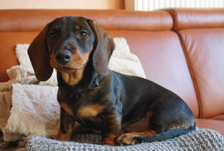 Dachshund