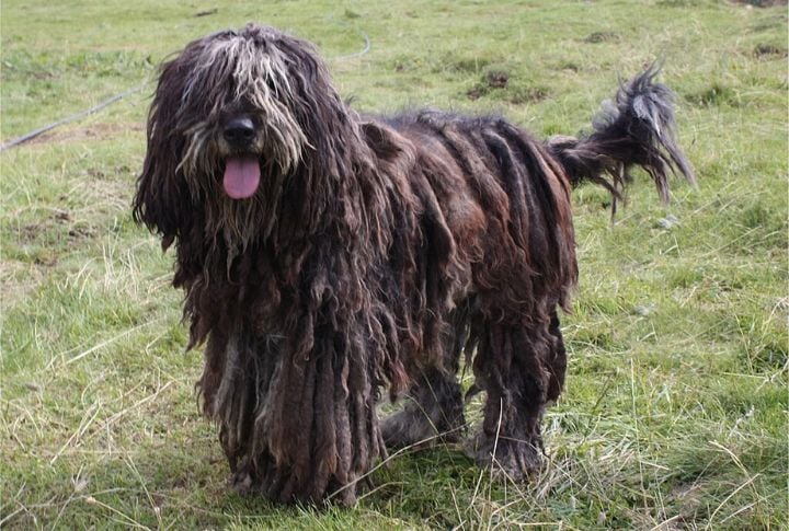 Bergamasco Sheepdog