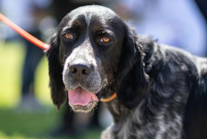 Blue Picardy Spaniel