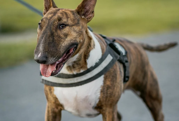From Fighters To Family Dogs