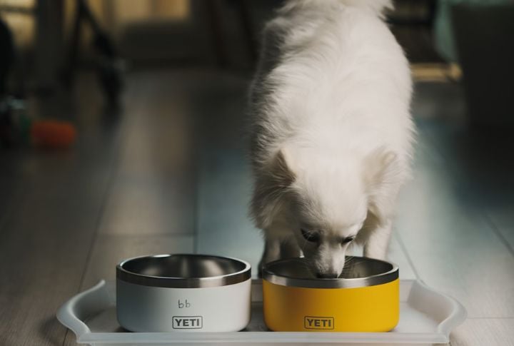American Eskimo Dogs Have Specific Nutritional Needs