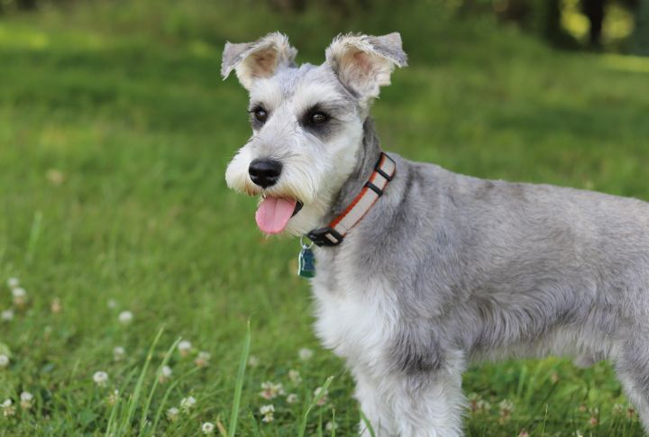 Grooming Costs Add Up Over Time