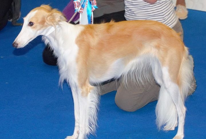 Silken Windhound