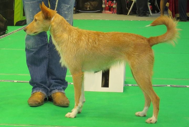 Remarkably Long Life For An Active Hunting Breed