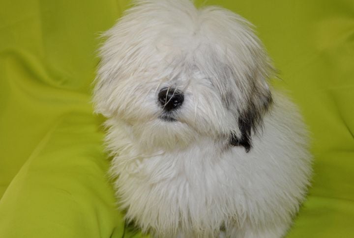 Finding A Reputable Breeder Or Adoption Source