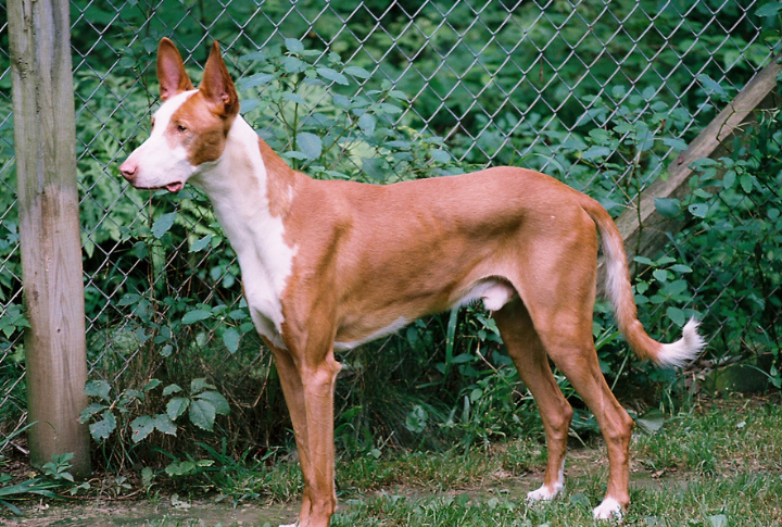Ibizan Hound