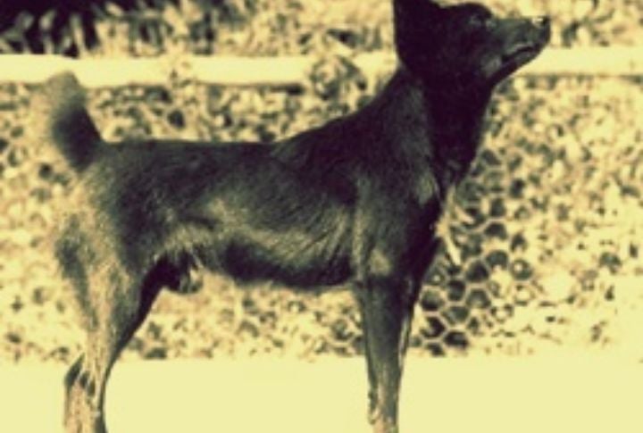 Tahltan Bear Dog