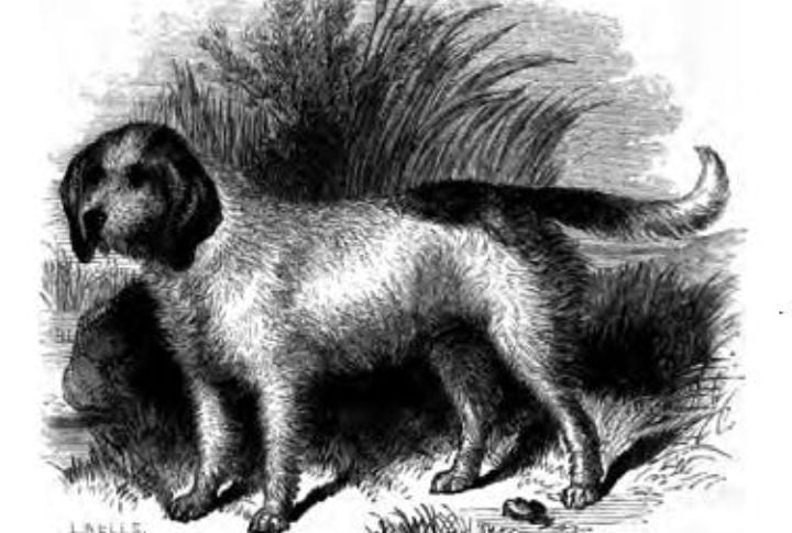 Among The Rarest Breeds