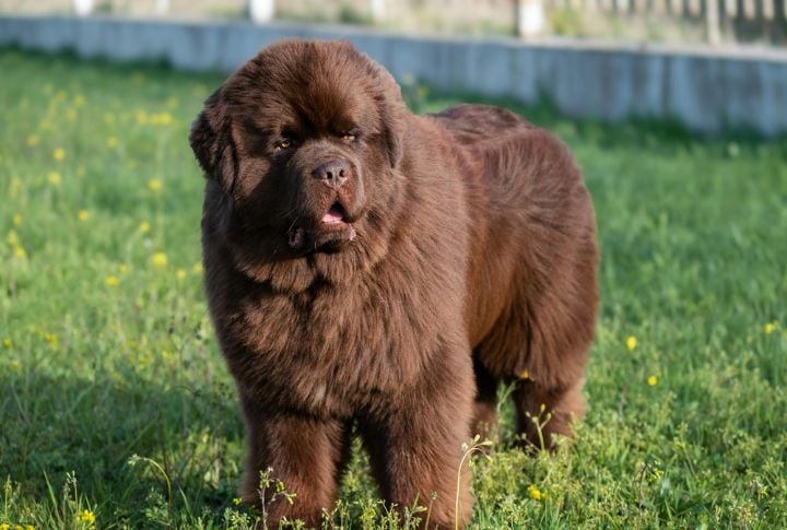 Newfoundland