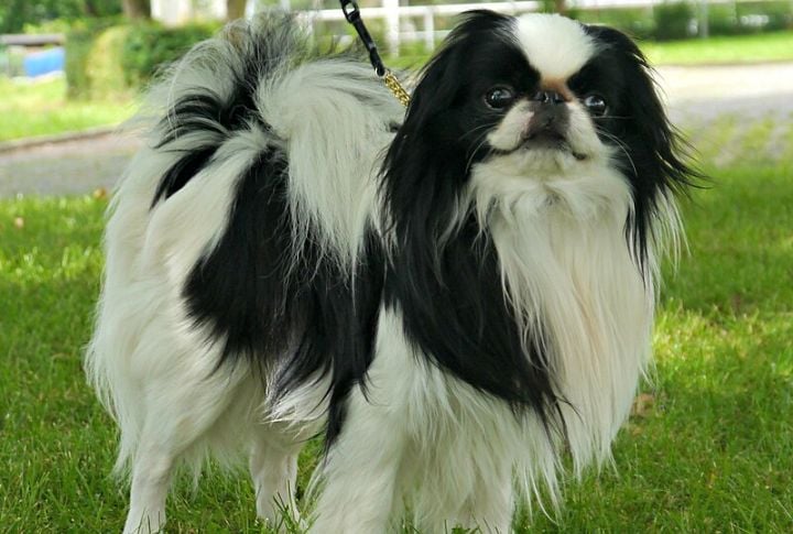 Distinctive "Snizzle"