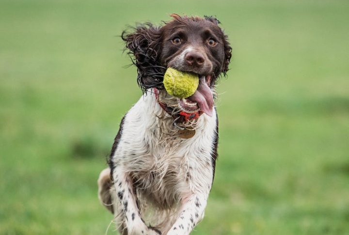 Obsession With Fetching Objects