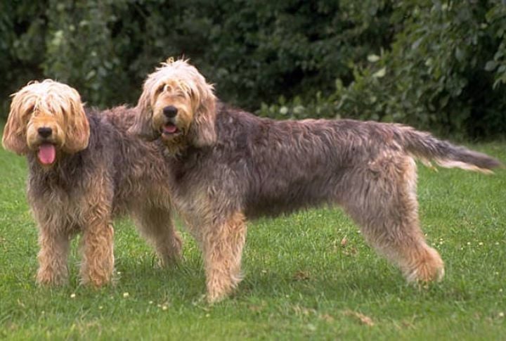 Otterhounds Have A Unique Gait