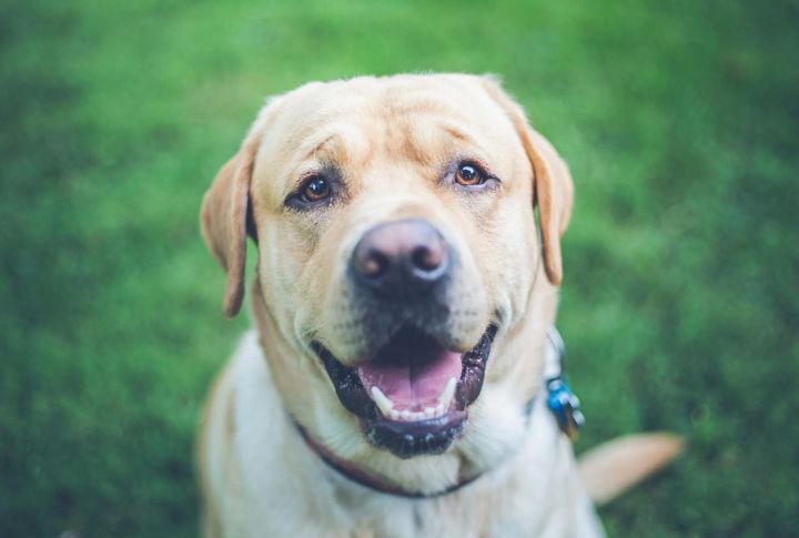 Labrador Retriever Gene Mutation