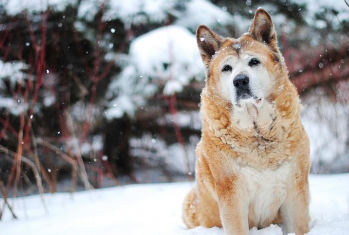 Akita