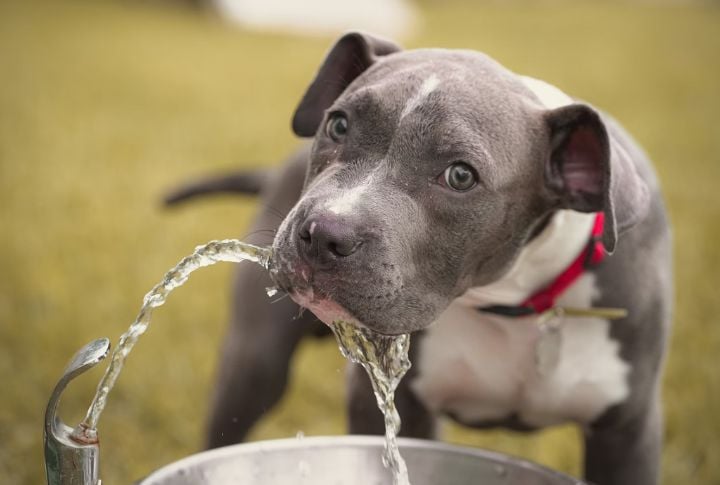 Dogs Can Literally Taste Water