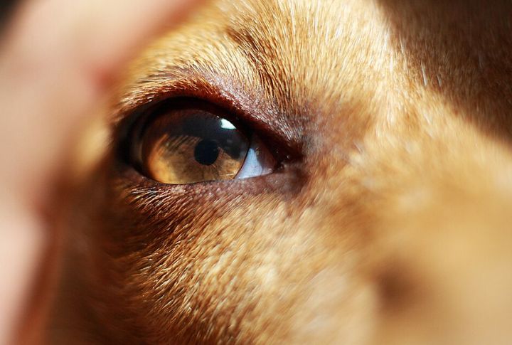 Color Vision Works Differently
