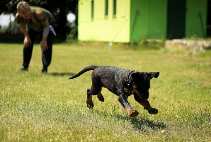 Shouting Commands At The Dog