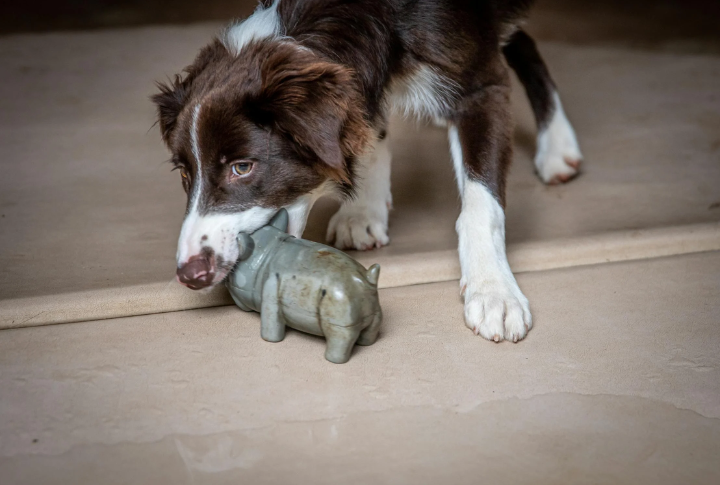 Indoor Scent Work Games