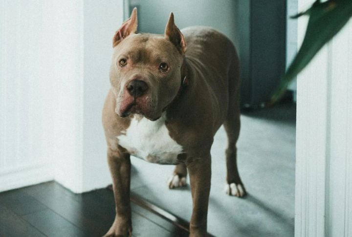 Breed-Specific Laws Are Spreading Fast