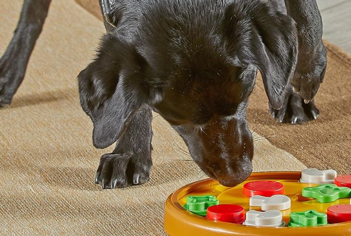 Interactive Puzzle Toys