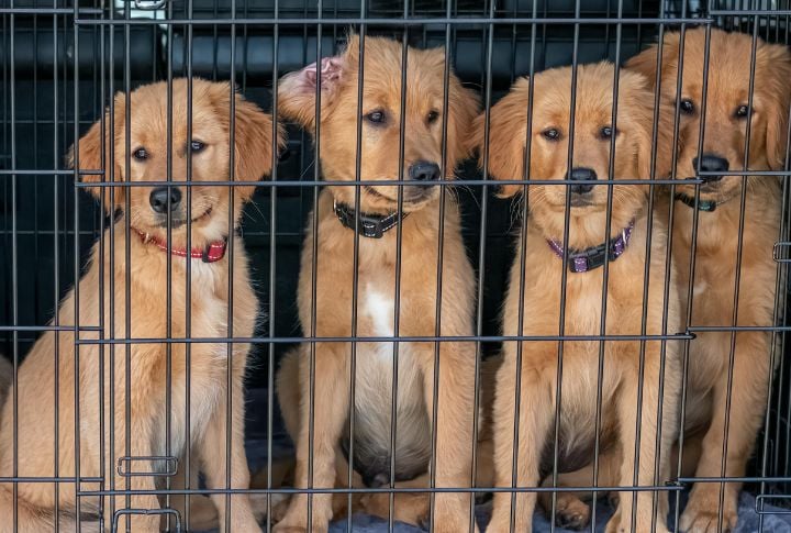 You Can't Find Purebreds In Shelters