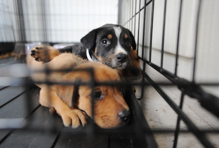 Shelter Dogs Are Damaged