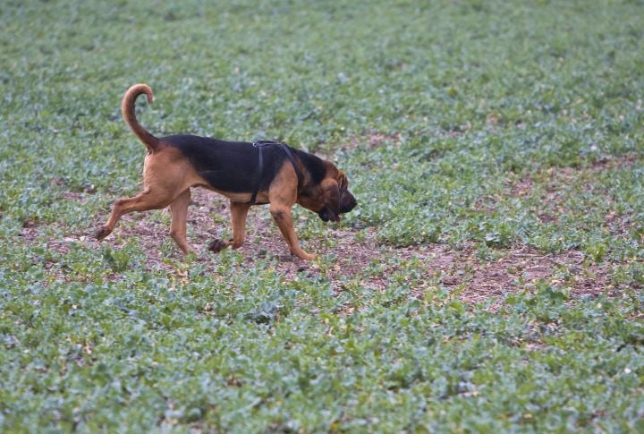 Bloodhound