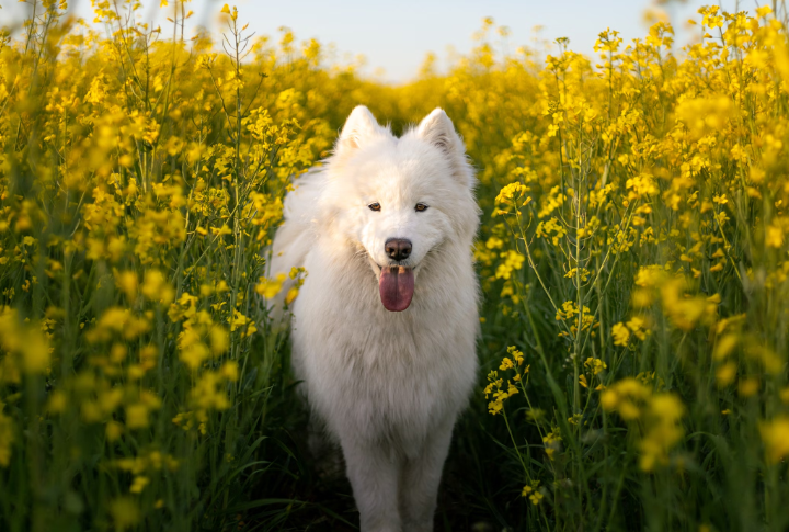 Samoyed