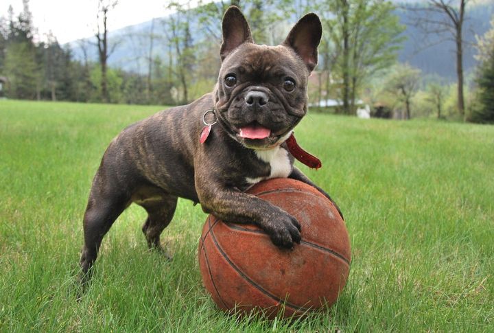 French Bulldog